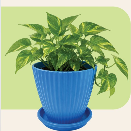 Picture of 8"Planter Pot with Tray
