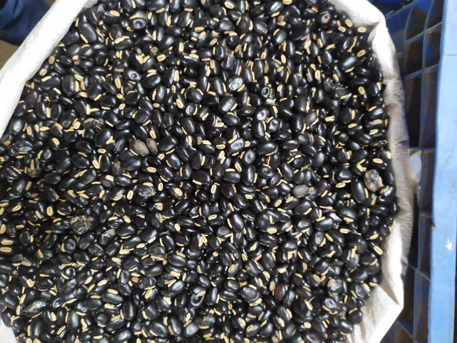 Picture of Alkushi Powder (Purified with milk) 200gm (Pahari bij)