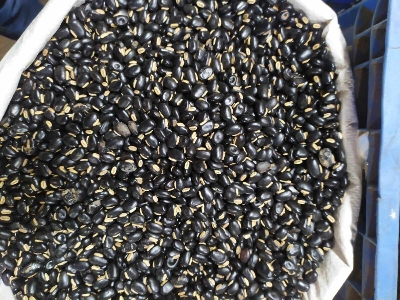 Picture of Alkushi Powder (Purified with milk) 200gm (Pahari bij)