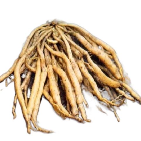 Picture of Shotomul Powder - 100 gm(Asparagus Powder)