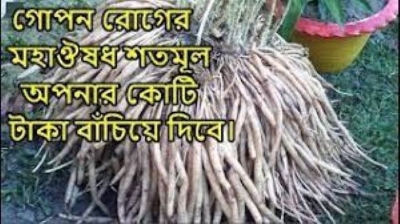 Picture of Shotomul Powder - 100 gm(Asparagus Powder)