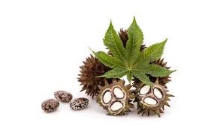 Picture of Organic Black Castor Oil 100 Ml