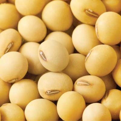 Picture of Soybean Seeds - 1 kg