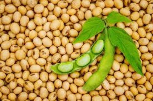 Picture of Soybean Seeds - 1 kg