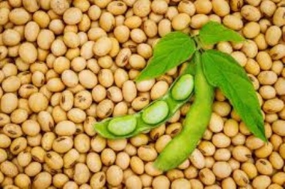 Picture of Soybean Seeds - 1 kg