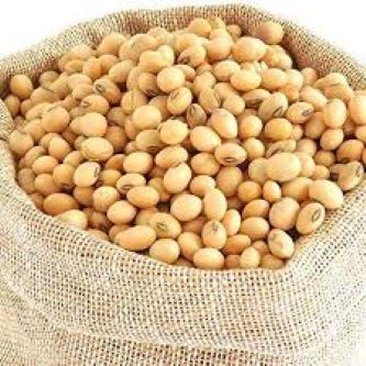 Picture of Soybean Seeds - 1 kg