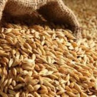 Picture of Jober Chatu Barley Powder 500 Gm