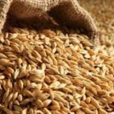 Picture of Barley powder/jober Satu - 1kg