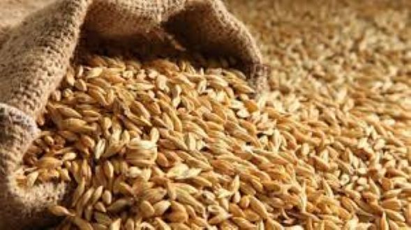Picture of Barley powder/jober powder- 250gm