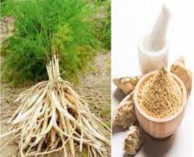 Picture of Sotomul Gura Powder 200 Gm Shatamul