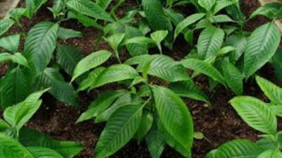 Picture of Basak Leaf Powder -150 gm