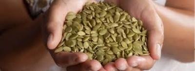 Picture of Misty kumra seed-Raw pumkin seed/kumro bij 100gm (For Eat)