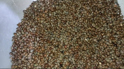Picture of Felon Pulses - 1Kg/Felon Dal 1 kg