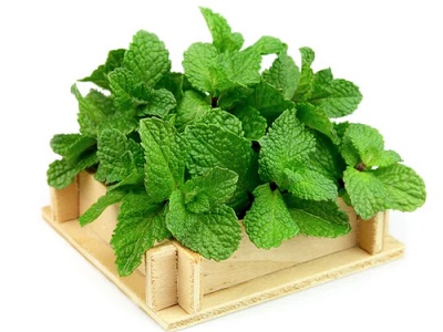 Picture of Mint Leaf Powder- 200Gm (Pudina Pata Gura) - Chia Seed