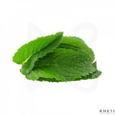 Picture of Mint Leaf Powder- 200Gm (Pudina Pata Gura) - Chia Seed