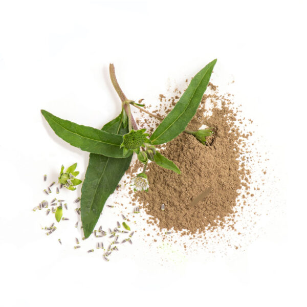 Picture of Basil powder/ Tulsi Gura 100 gm