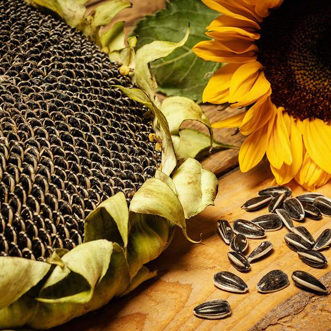 Picture of Sunflower Seeds 150 gm ( For Eat)