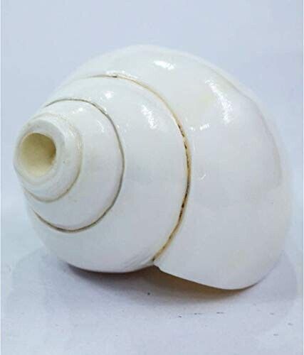 Picture of Conch Shell Powder Shongkho Gura 100 Gm