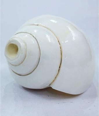 Picture of Conch Shell Powder Shongkho Gura 100 Gm