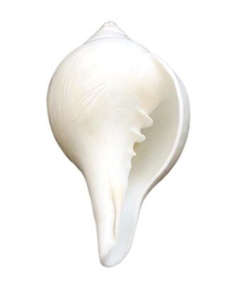Picture of Conch Shell Powder Shongkho Gura 100 Gm
