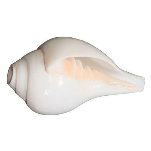 Picture of Conch Shell Powder Shongkho Gura 100 Gm