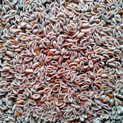 Picture of Isobgul 150 gm/isubgul dana