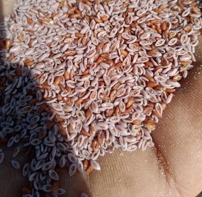 Picture of Isobgul 150 gm/isubgul dana