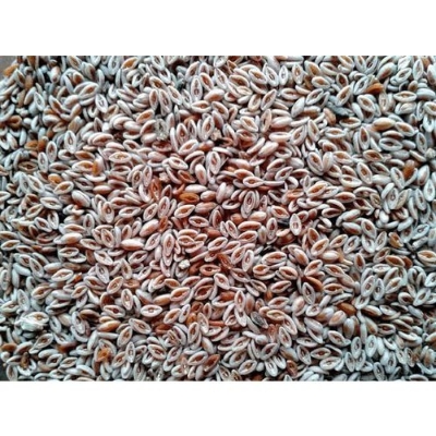 Picture of Isobgul 150 gm/isubgul dana