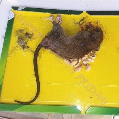 Picture of Mouse Rat Bond Traps Green Killer  China (Green)