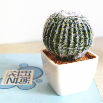 Picture of Realistic Artificial Cactus Plants And Succulents Potted Table Decoration Modern Home Decor (Green)