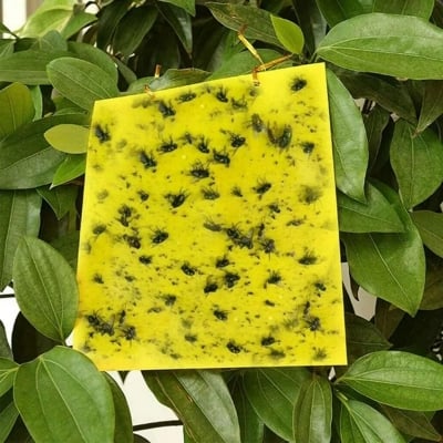 Picture of Sticky Trap 3 pcs ,Tasteless Accurately and Easily Durable Sticky TrapInsect Tools for Garden Farming for Indoor Plants (Yellow)