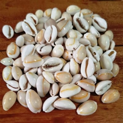 Picture of Nature Sea Shell Beads Jewelry Accessories Beach Seashell Bracelet Necklace Earrings For Home Aquarium Decoration Off White 