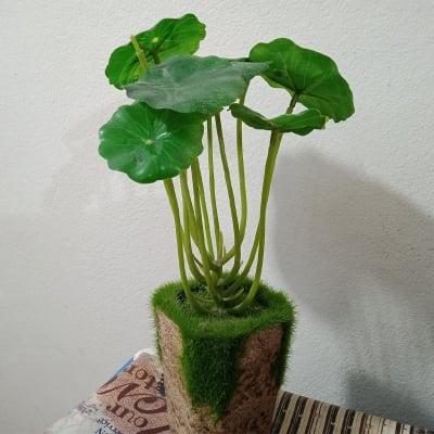 Picture of Artificial lifelike plant bonsai tree with pot for home office decore Green 