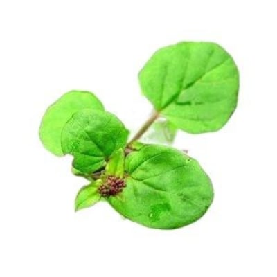 Picture of Punarnava Powder -100gm