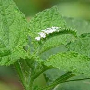 Picture of Hatisur Powder -100 gm / Hatir Shur