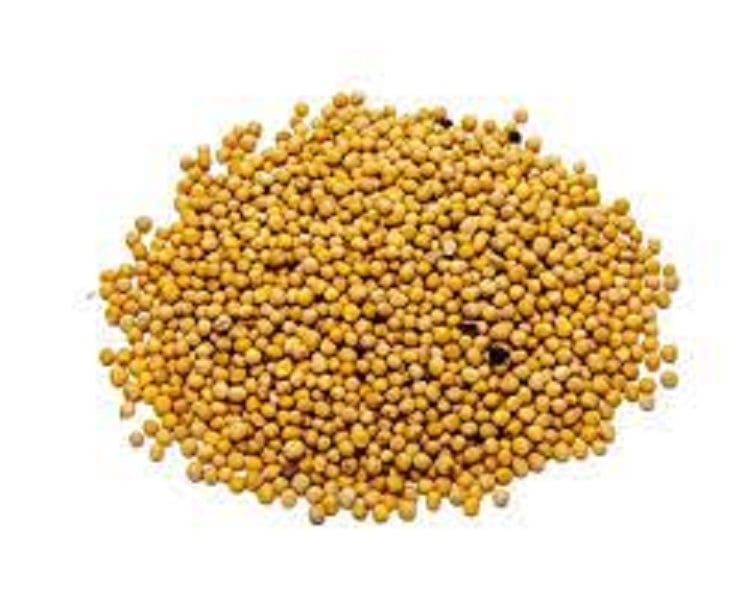 Picture of Mustard Seed ( White) - 150 gm / sorisa