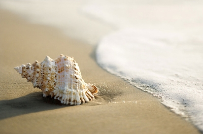 Picture of Conch Powder / Shongkho Gura - 200gm