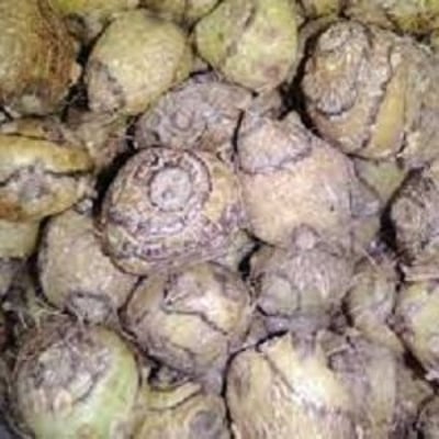 Picture of Shonkho Root Powder/Shonkho mul powder -100 gm