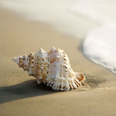 Picture of Conch Powder / Shongkho Gura 100gm