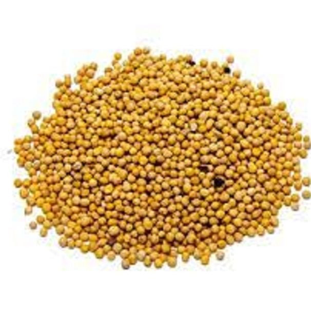 Picture of Mustard Seed ( White) - 150 gm / sorisa