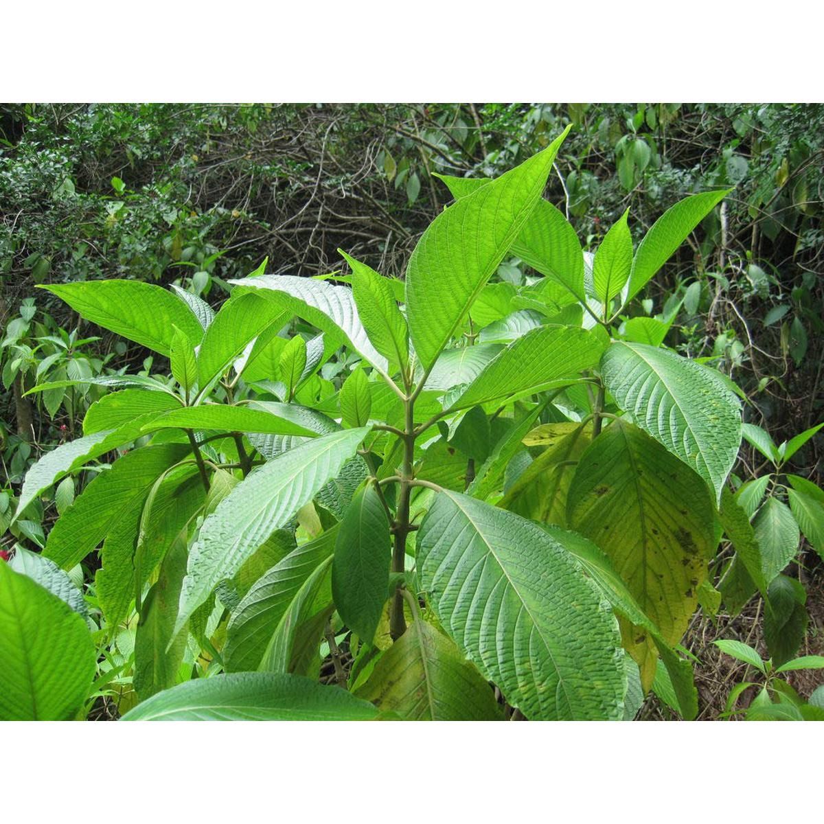 Picture of Basak Leaf Powder ( basak pata gura ) 50gm