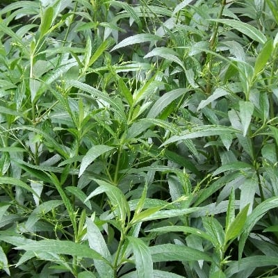 Picture of Kalomegh Powder (Chirota)  50 gm