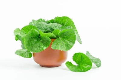Picture of Centella Leaf Powder  - Thankuni Pata Gura-100 gm