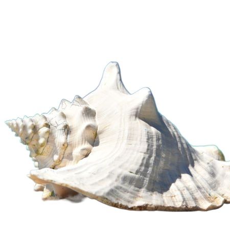 Picture of Conch  Powder Shongkho Gura 100gm