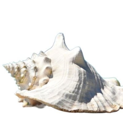 Picture of Conch  Powder Shongkho Gura 100gm