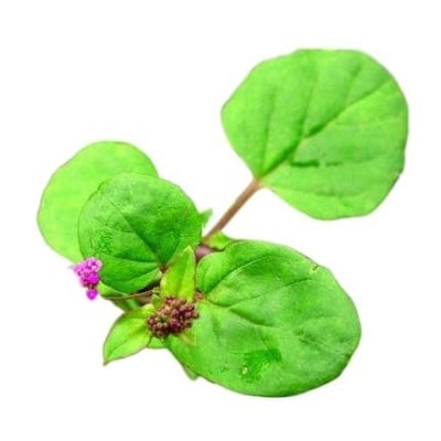 Picture of Punarnava Powder -100gm