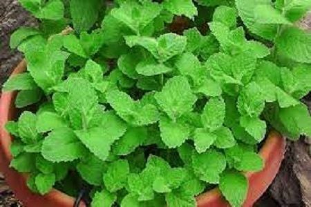 Picture of Pudina Pata Gura ( Mint Leaf Powder) (100gm)