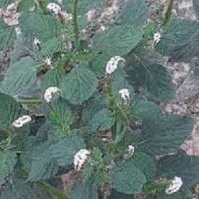 Picture of Hatisur Powder -100 gm / Hatir Shur