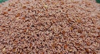 Picture of Isobgul 100 gm/isubgul dana