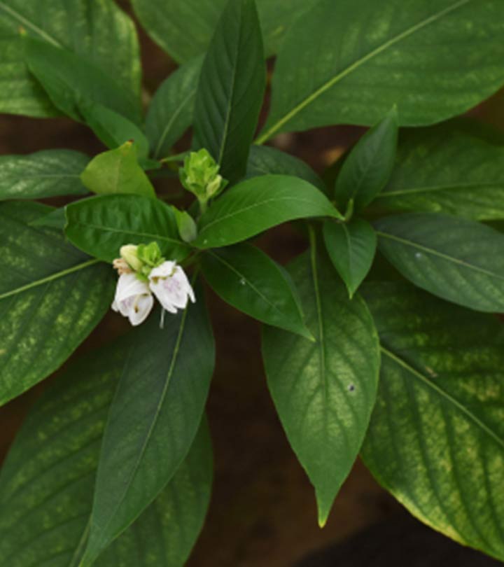 Picture of Basak Leaf Powder ( basak pata gura ) 100gm